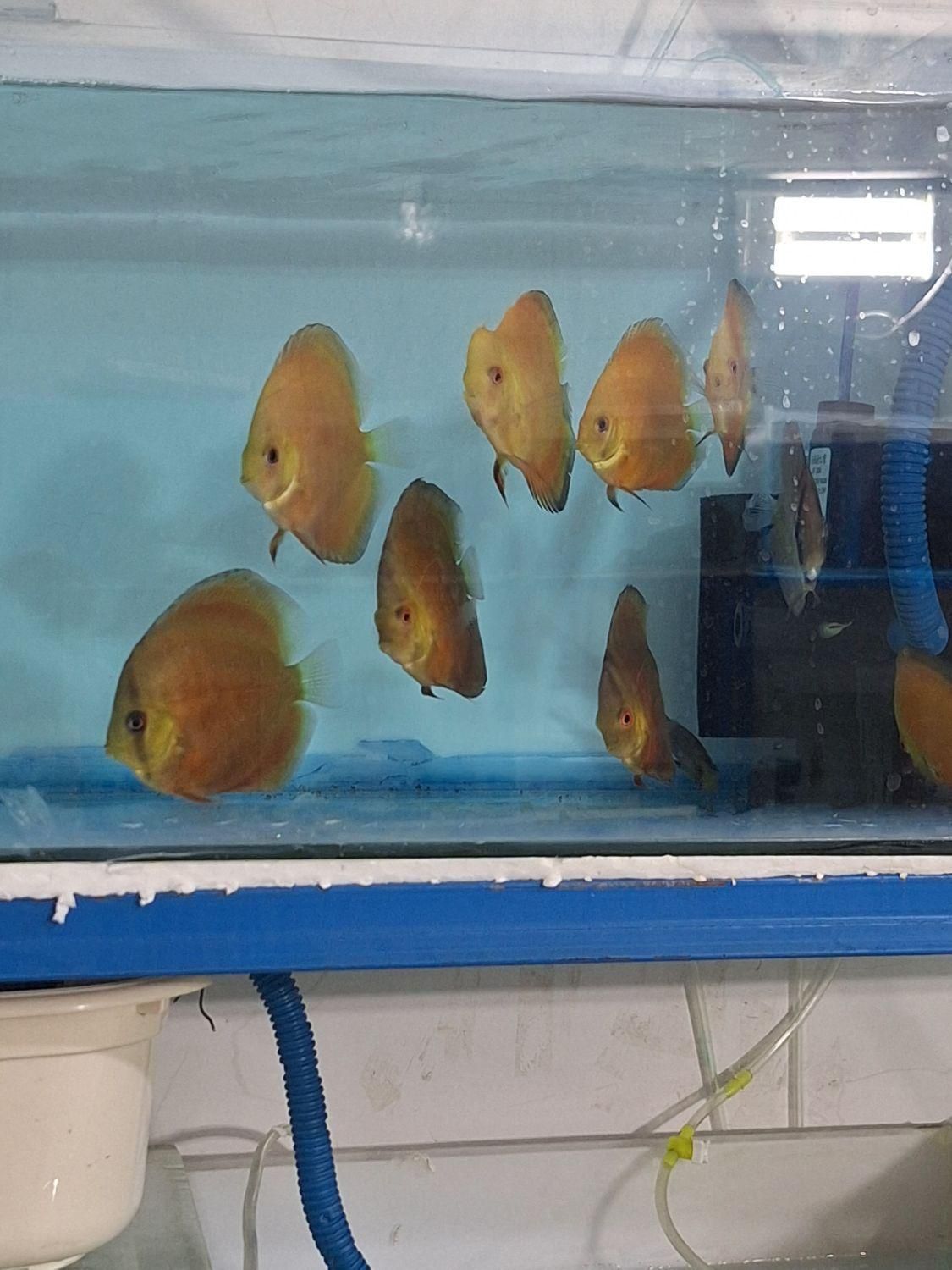 ماهی دیسکس|ماهی|یزد, |دیوار