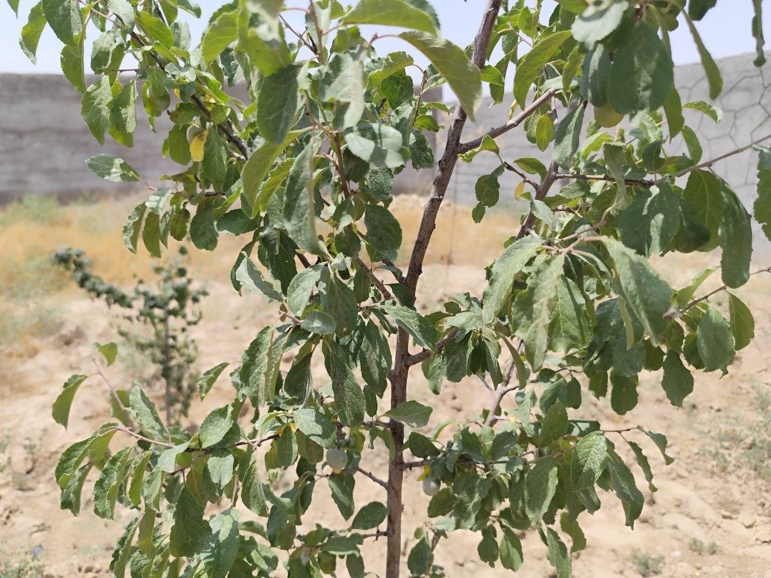 زمین باغ|فروش خانه و ویلا|مشهد, مقصود آباد|دیوار