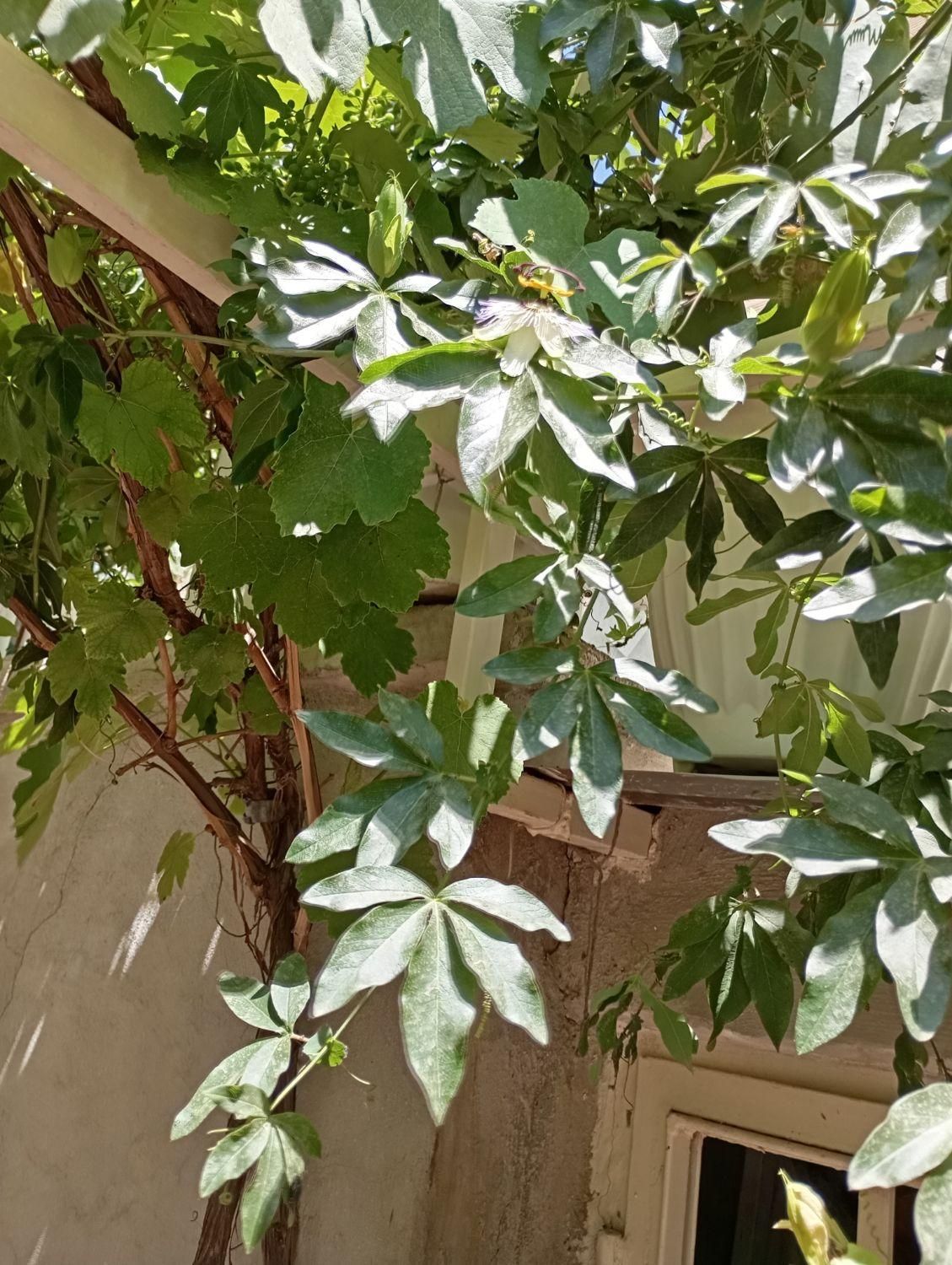گل ساعتی|گل و گیاه طبیعی|کرج, حصارک بالا|دیوار