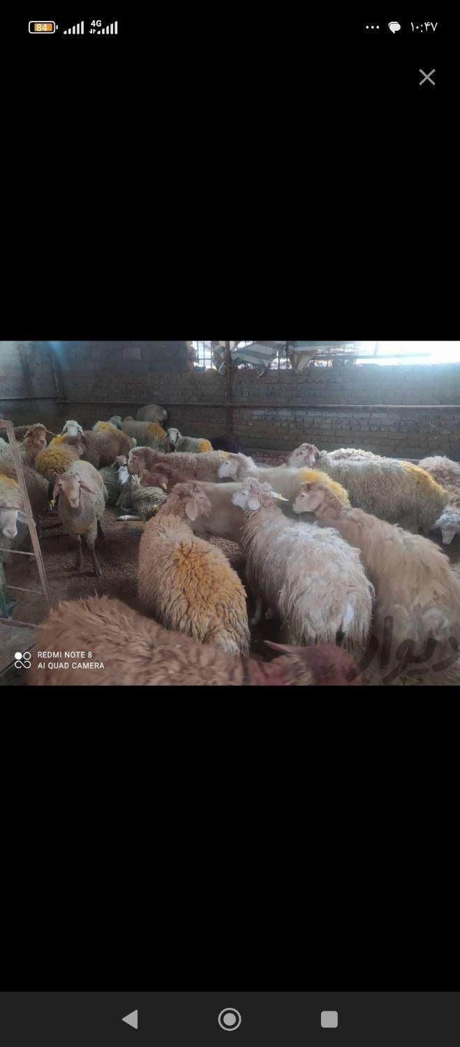 گوسفند زنده نرچاق گوشتی کل نقاط تهران24ساعته|حیوانات مزرعه|تهران, تهرانپارس غربی|دیوار