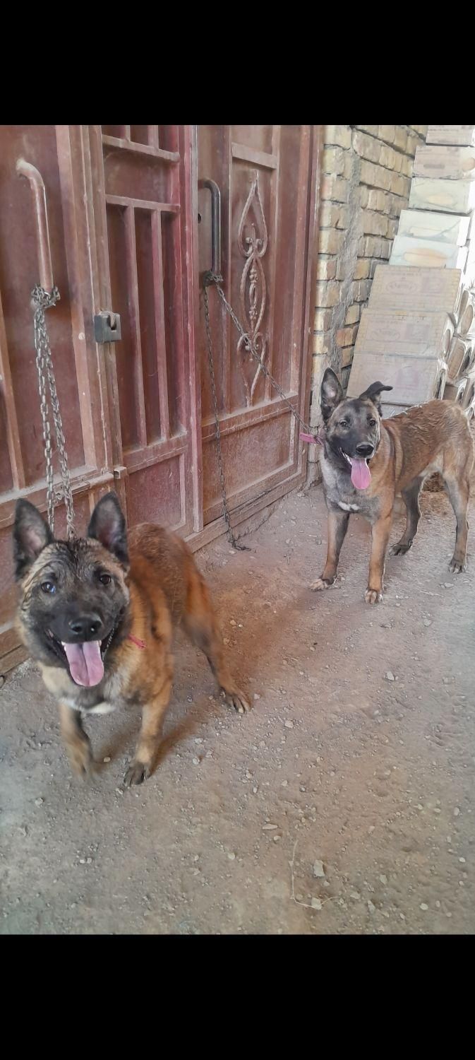 فروش سگ مالینویز دوعدد نر|سگ|مبارکه, |دیوار