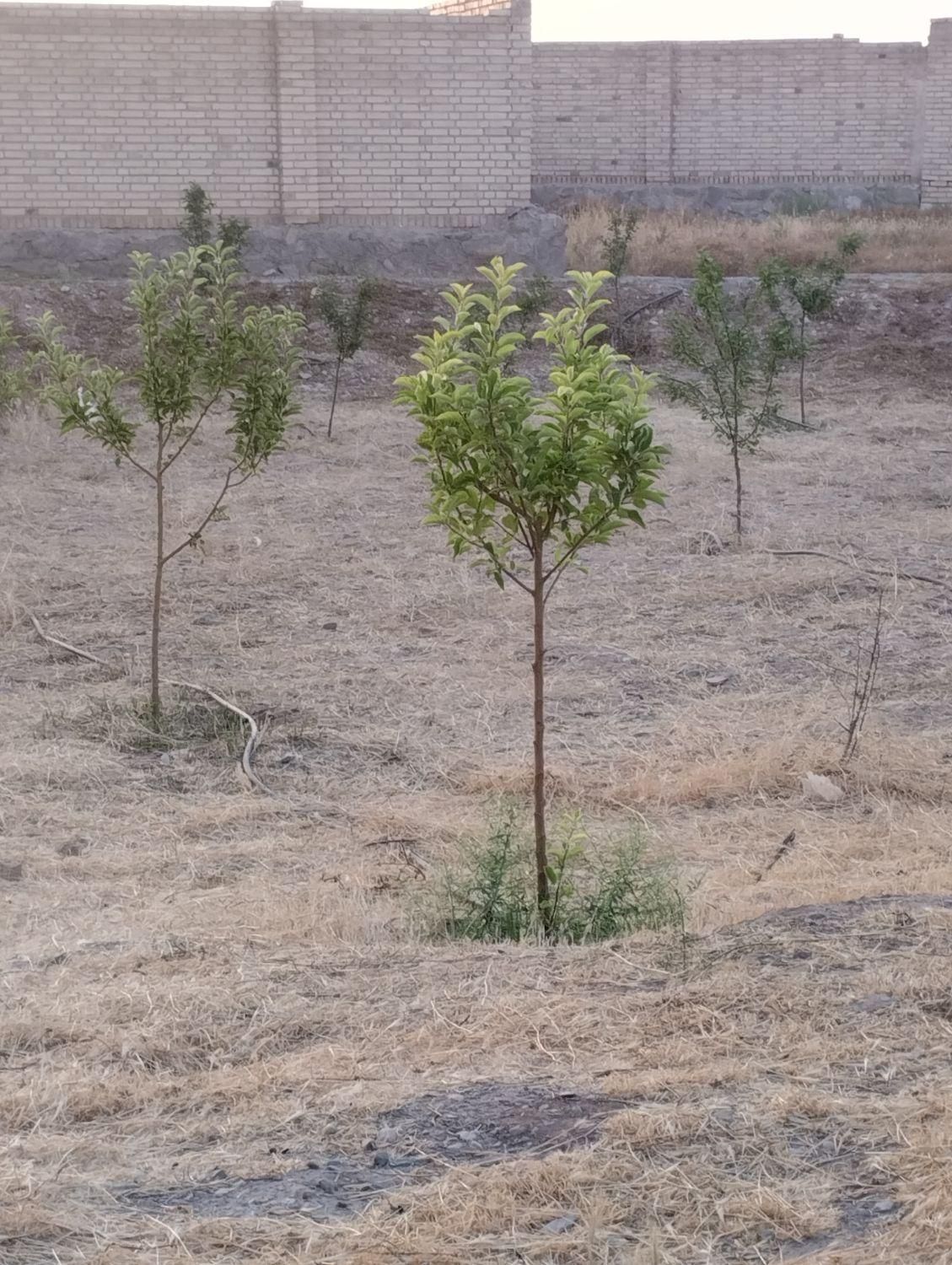 باغ ویلا دشت|فروش خانه و ویلا|نیشابور, فضل|دیوار