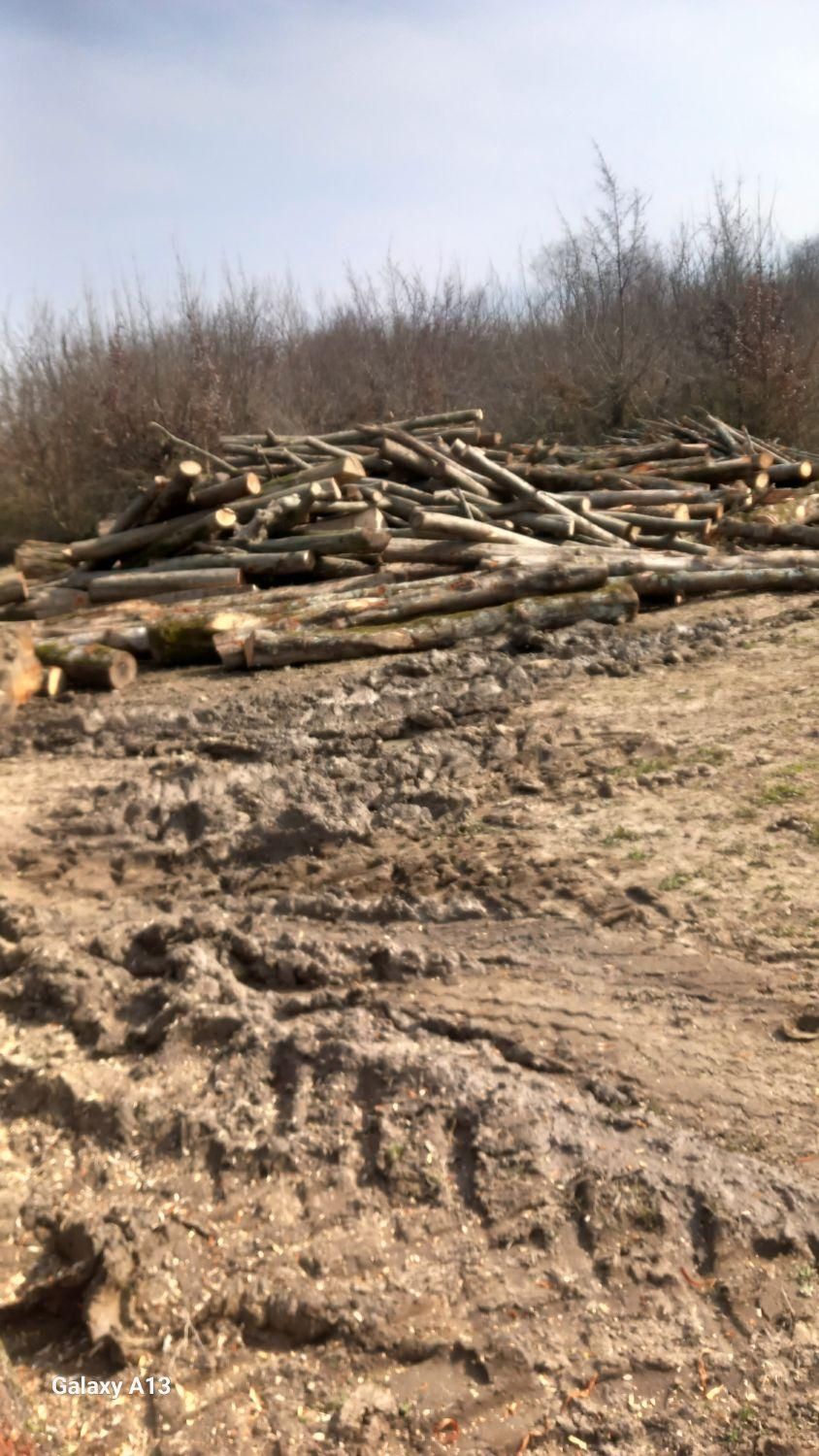 خرید چوب جنگلی و صنوبر در باغ|خدمات باغبانی و درختکاری|لاهیجان, آهندان|دیوار