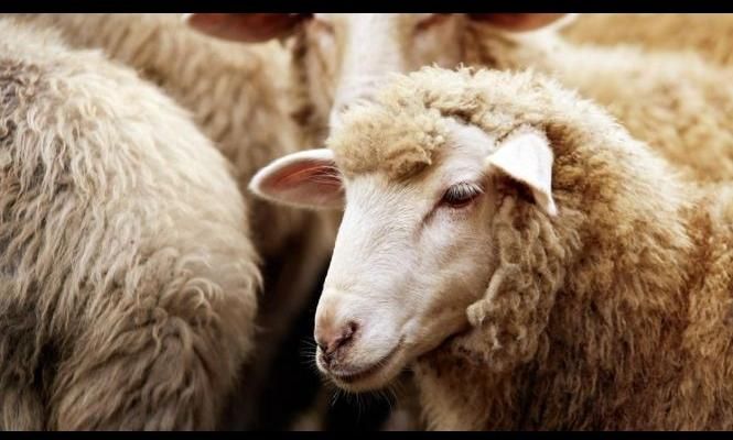 عرضه گوسفند و دام زنده|حیوانات مزرعه|شهریار, شهریار|دیوار