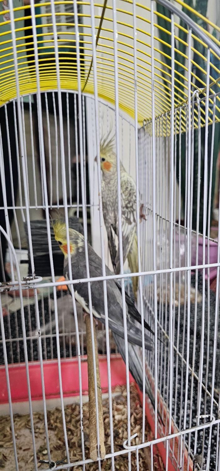 طوطی|پرنده|بومهن, |دیوار