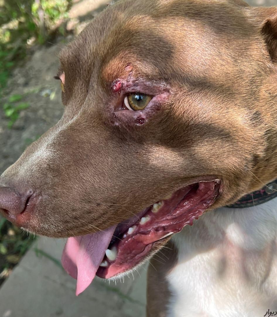 دکتر دامپزشک در محل و کلینیک دامپزشکی سیار|خدمات پیشه و مهارت|کرج, فاز ۳ مهرشهر|دیوار