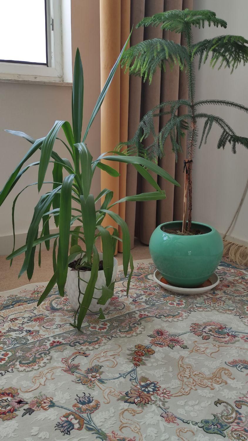 گل طبیعی|گل و گیاه طبیعی|کامیاران, |دیوار