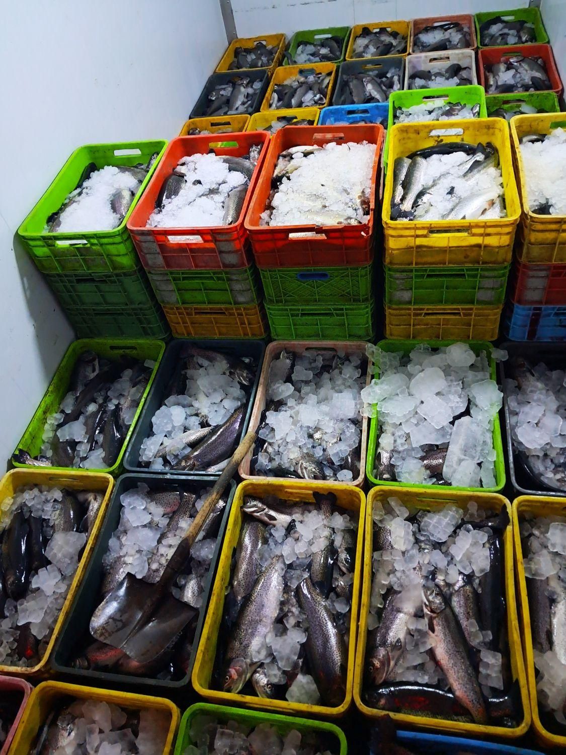 ماهی قزل آلا|عمده‌فروشی|مشهد, نوید|دیوار