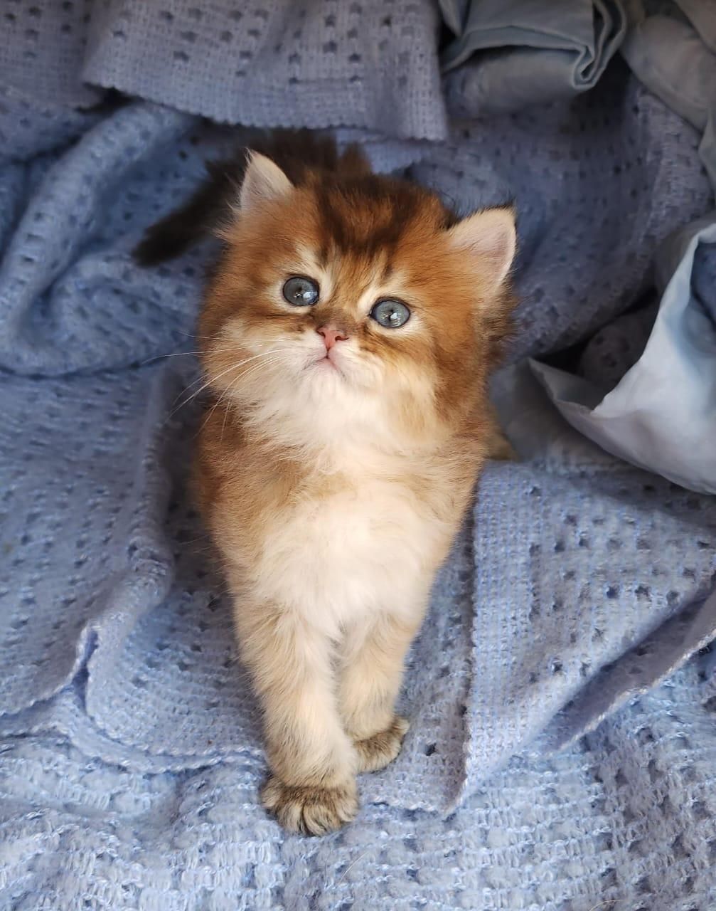 کانال گربه‌های اشرافی (اسکاتیش/پرشین/بریتیش)|گربه|کرمان, |دیوار