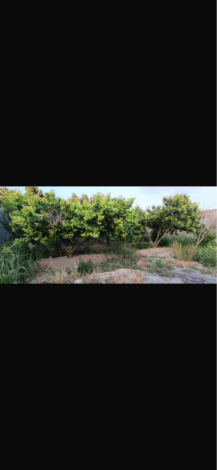 باغ چهاردیواری کوچه ویلاسازی شاهدشهر آماده ی ساخت|فروش زمین و ملک کلنگی|تهران, تهرانسر مرکزی|دیوار