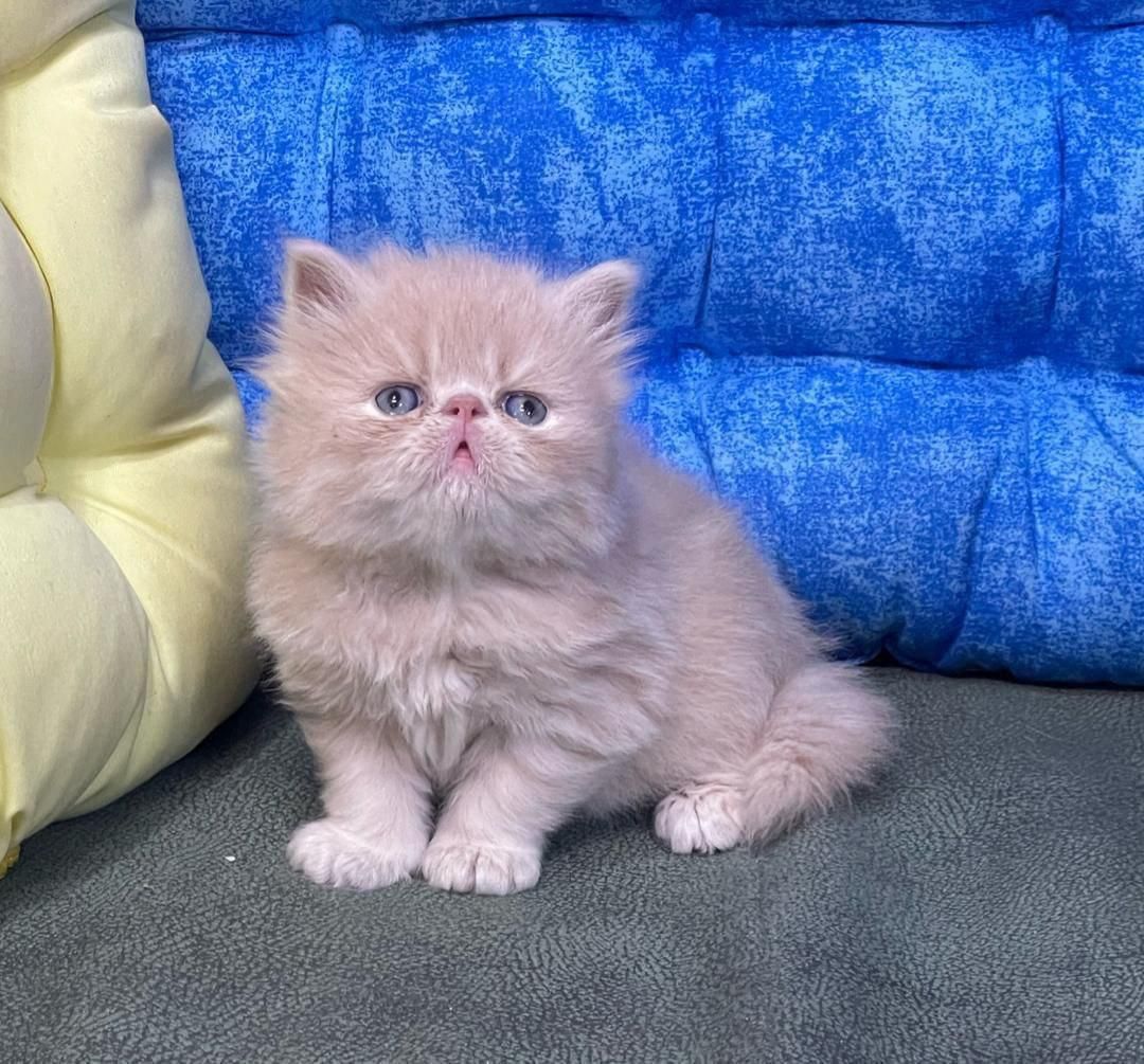 پشمکای خوشگل|گربه|یزد, |دیوار