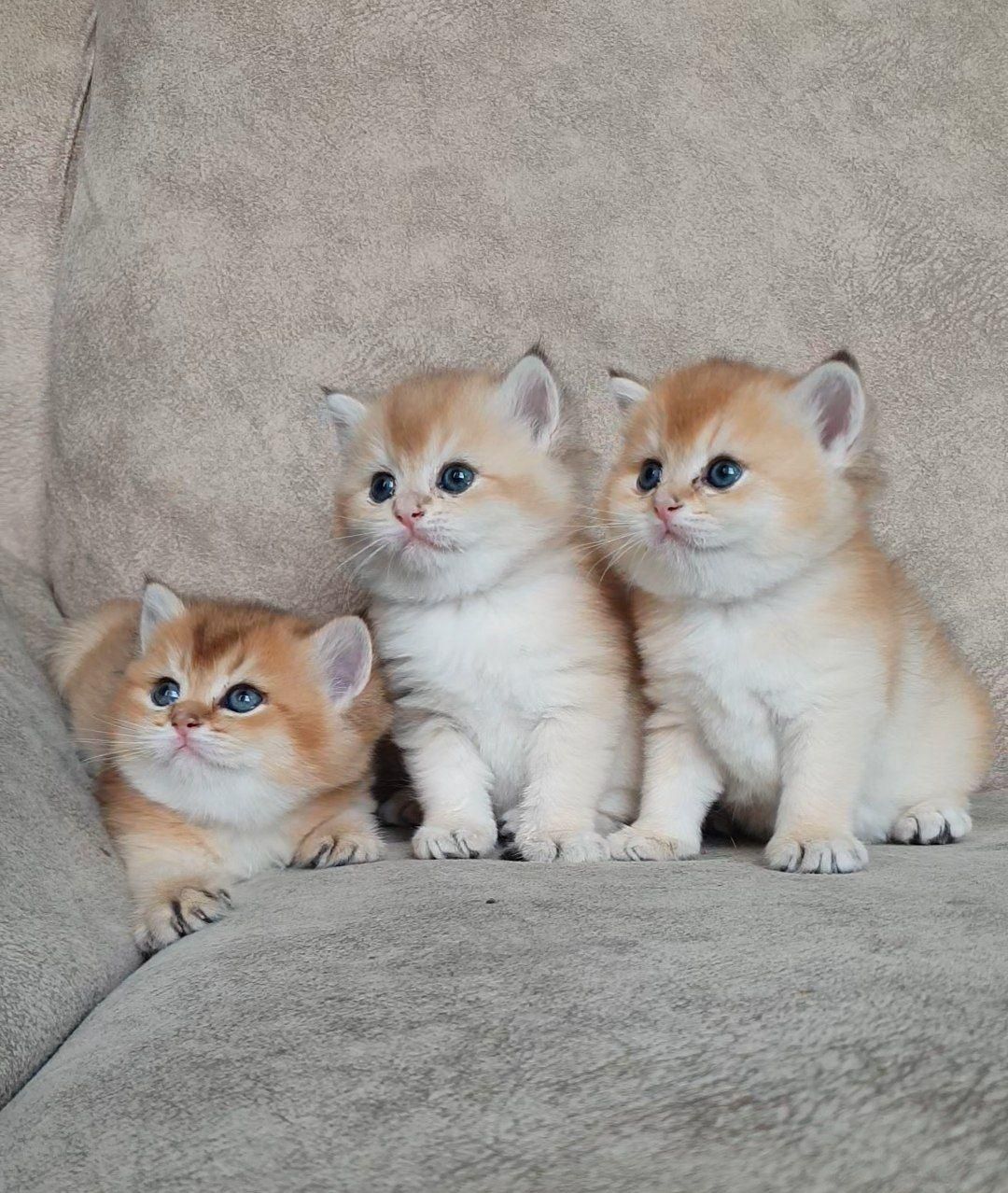 شهر گربه های پشمالو (پرشین بریتیش اسکاتیش)|گربه|اهواز, کیانپارس |دیوار