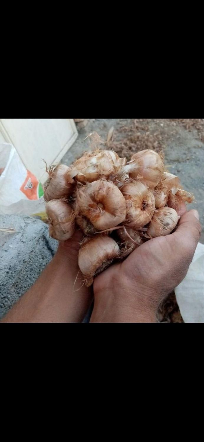 فروش پیاز زعفران زاوه قطب زعفران|عمدهفروشی|تربتحیدریه, شهرک ولیعصر|دیوار