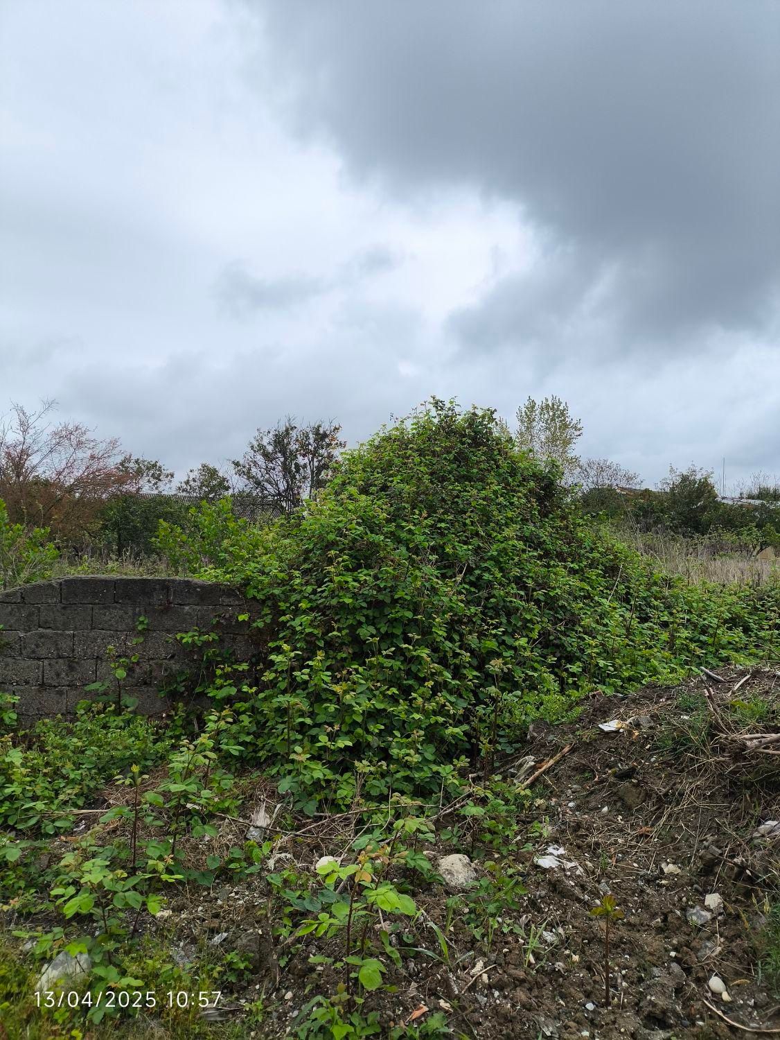 فروش یا مشارکت با۲۵۰۰متر جواز ساخت|فروش زمین و ملک کلنگی|چالوس, |دیوار