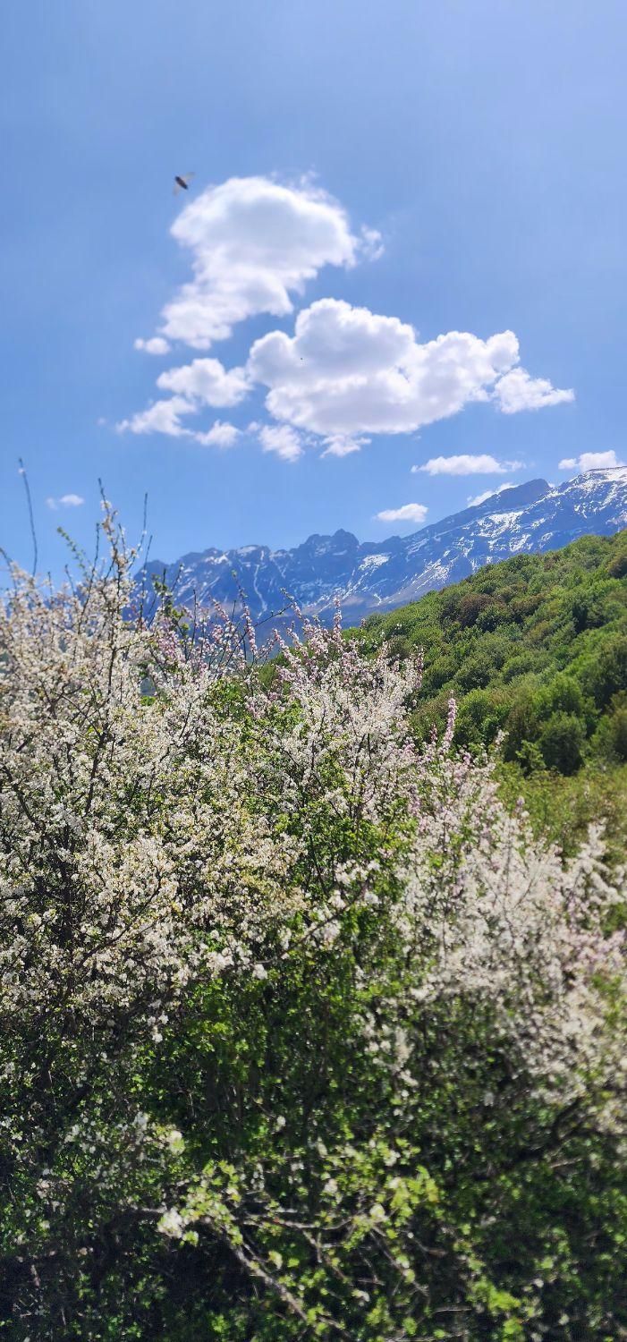زمین ۵۰۰متری ییلاقی در دهکده زیبای ورپی)آلپ ایران(|فروش زمین و ملک کلنگی|پل سفید, |دیوار