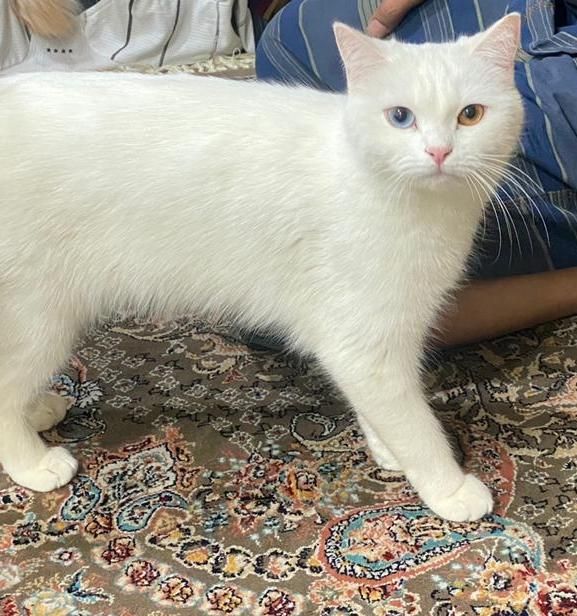 گربه|گربه|اهواز, گلستان|دیوار