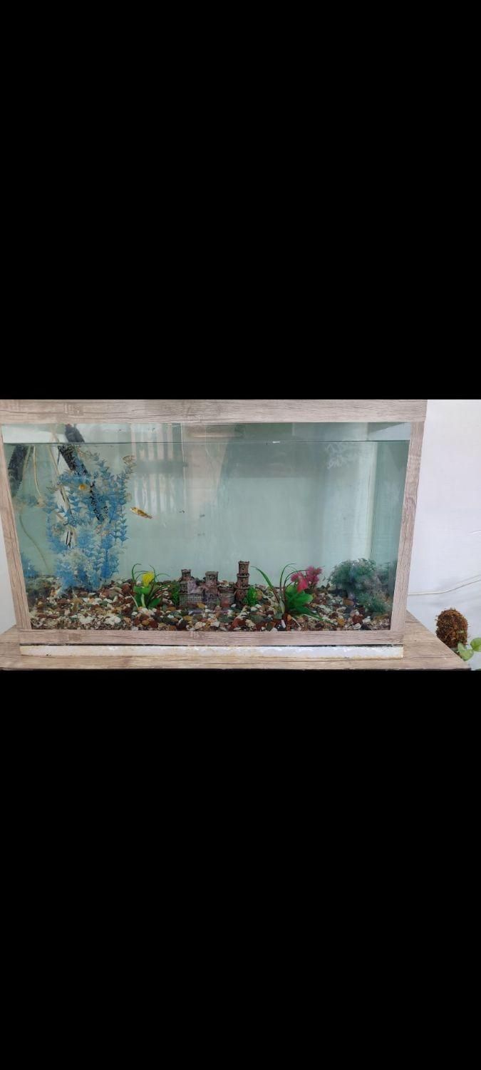 آکواریوم معاوضه با پرنده قفسی|ماهی|مشهد, امیریه|دیوار