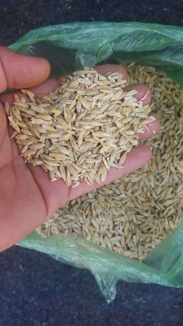 خریدارجو گندم یونجه نقدی|حیوانات مزرعه|مرودشت, فرهنگ|دیوار