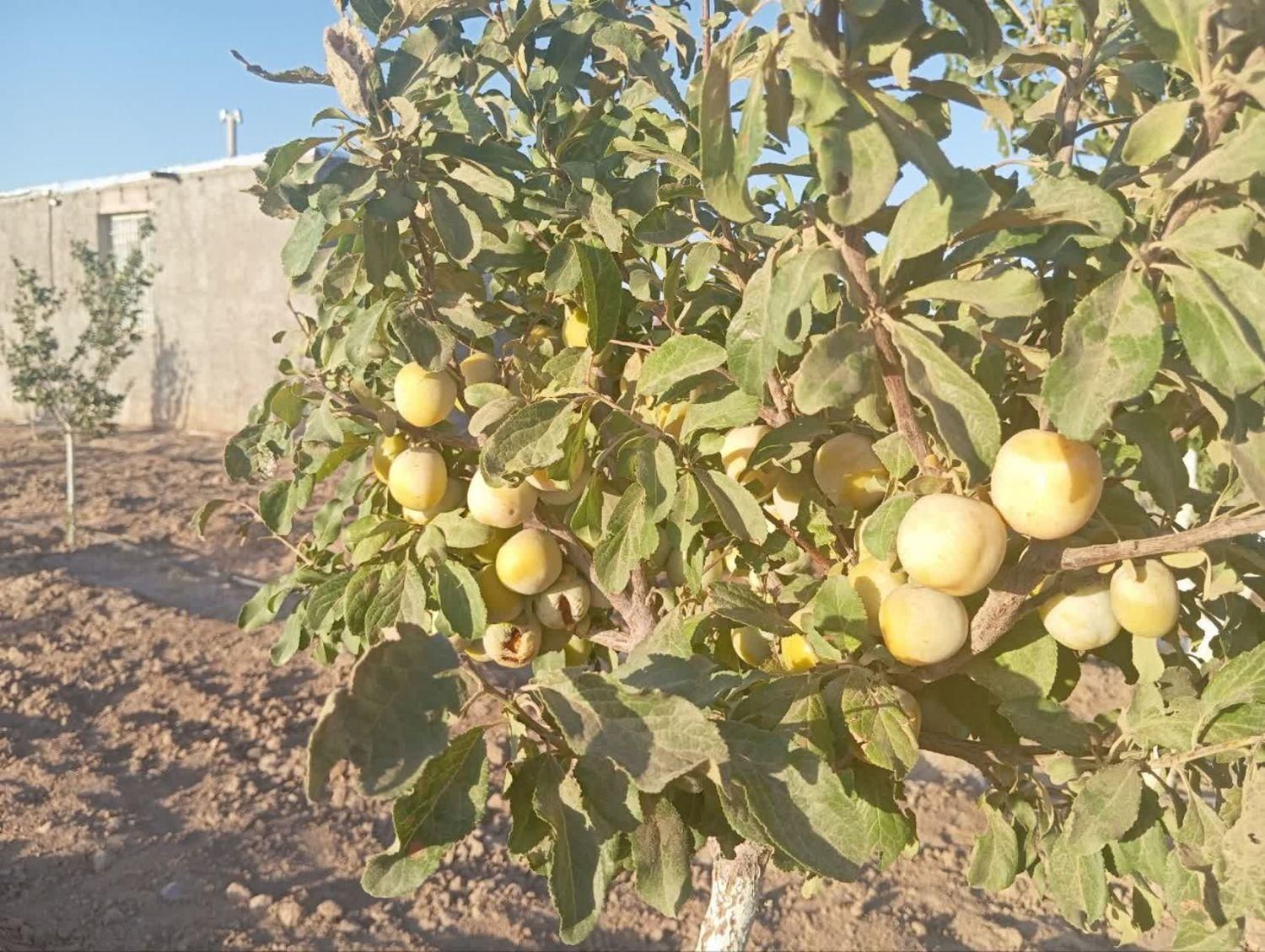 تصویر 4