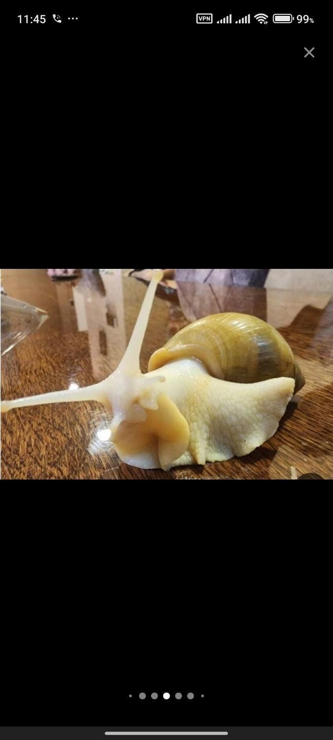 حلزون آلبینو نصف قیمت|خزنده|تبریز, |دیوار