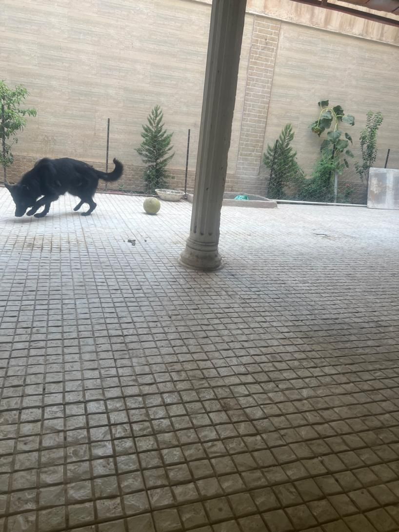 سگ ژرمن بلک نر|سگ|مشهد, هنرستان|دیوار