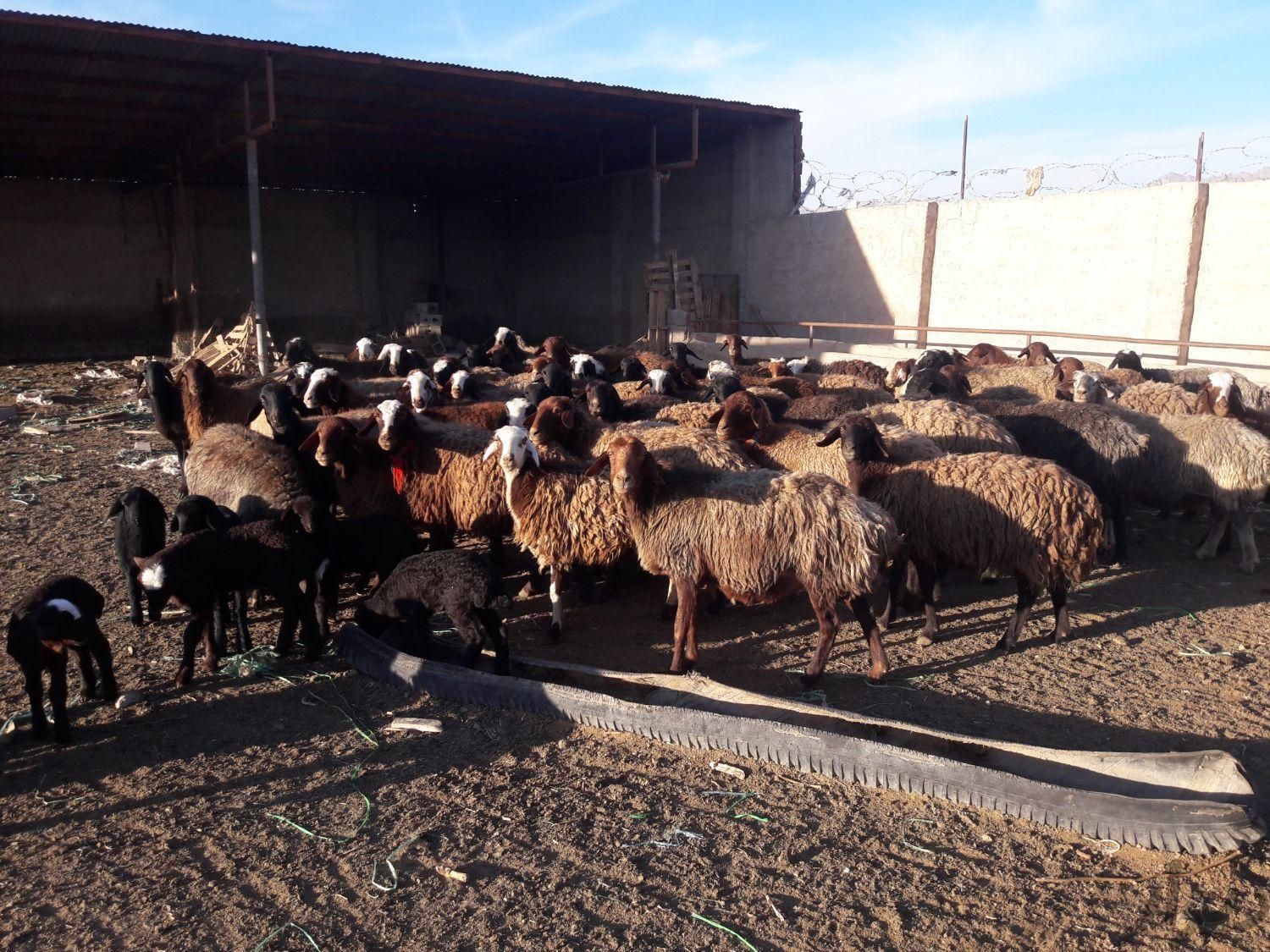 گوسفند مجهز به ۵۰۰راس دام نصفه گوشت|حیوانات مزرعه|مشهد, نوید|دیوار