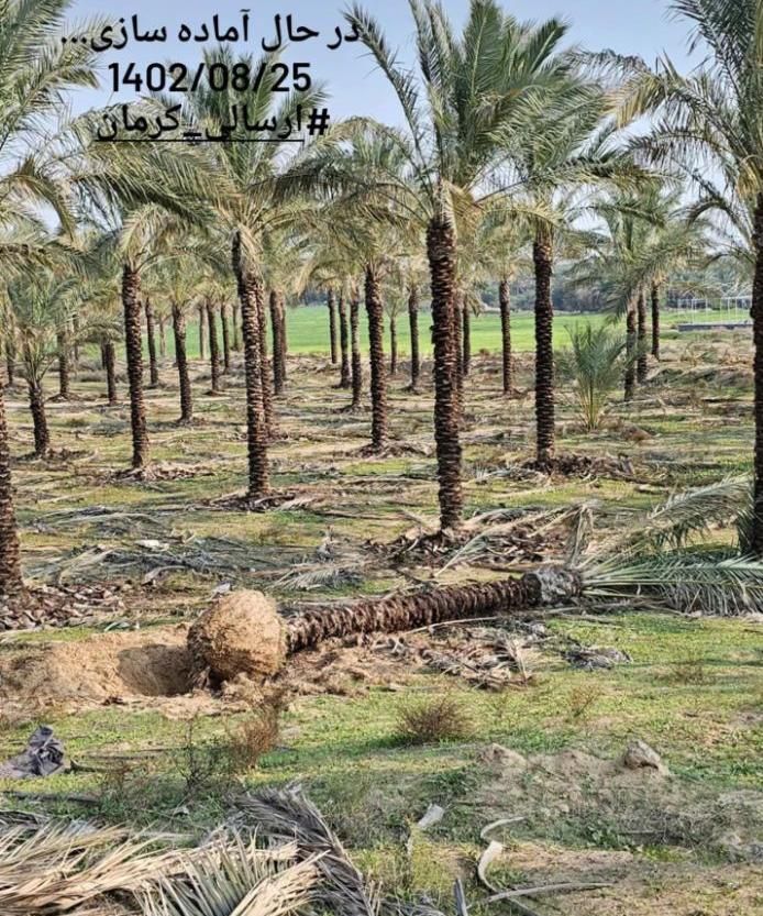 ارسال پالم نخل فقط یک دهم بدون واسطه|کلکسیون اشیاء عتیقه|نور, |دیوار