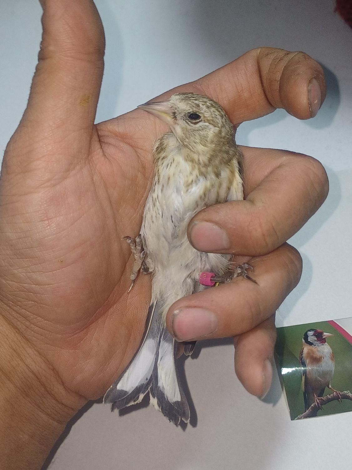 جوجه سهره تعداد|پرنده|گلستان (تهران), |دیوار