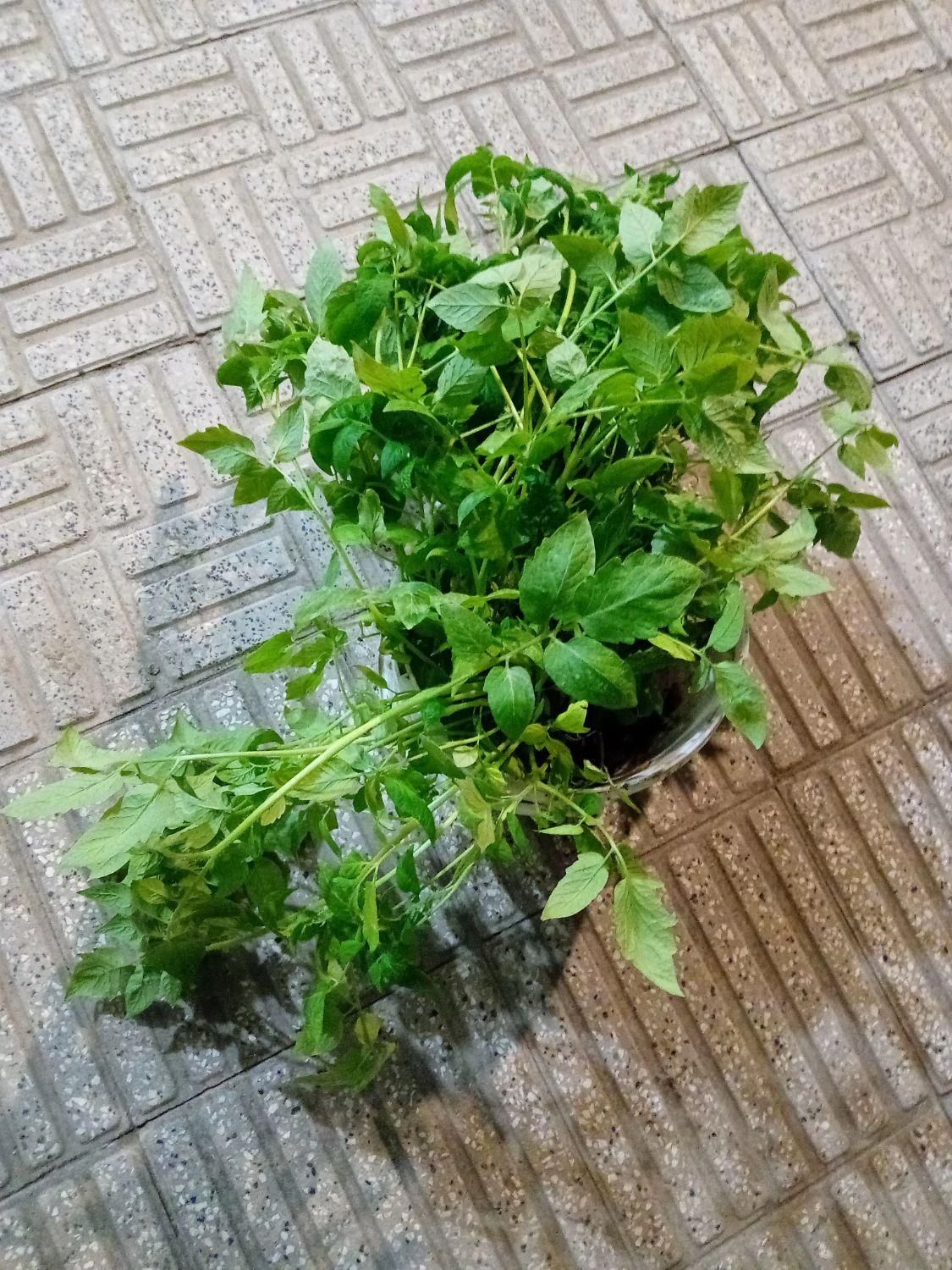 نهال گوچه فرنگی بزرگ|گل و گیاه طبیعی|رامیان, |دیوار