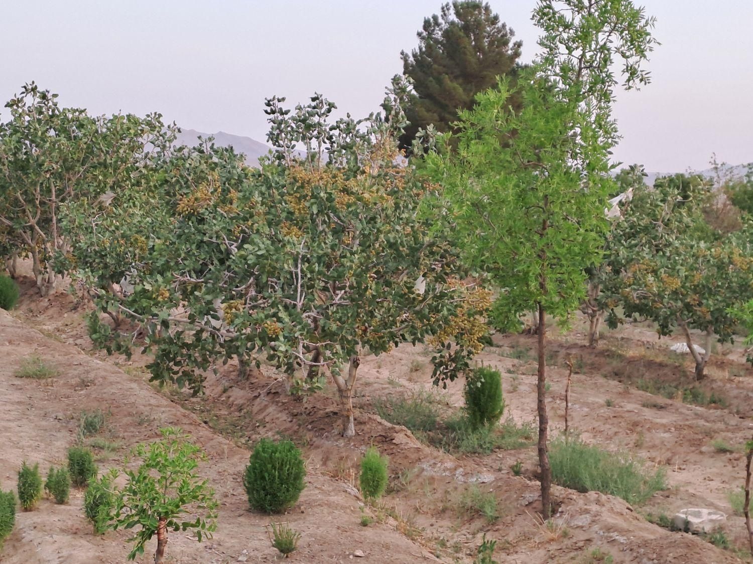 تصویر 10