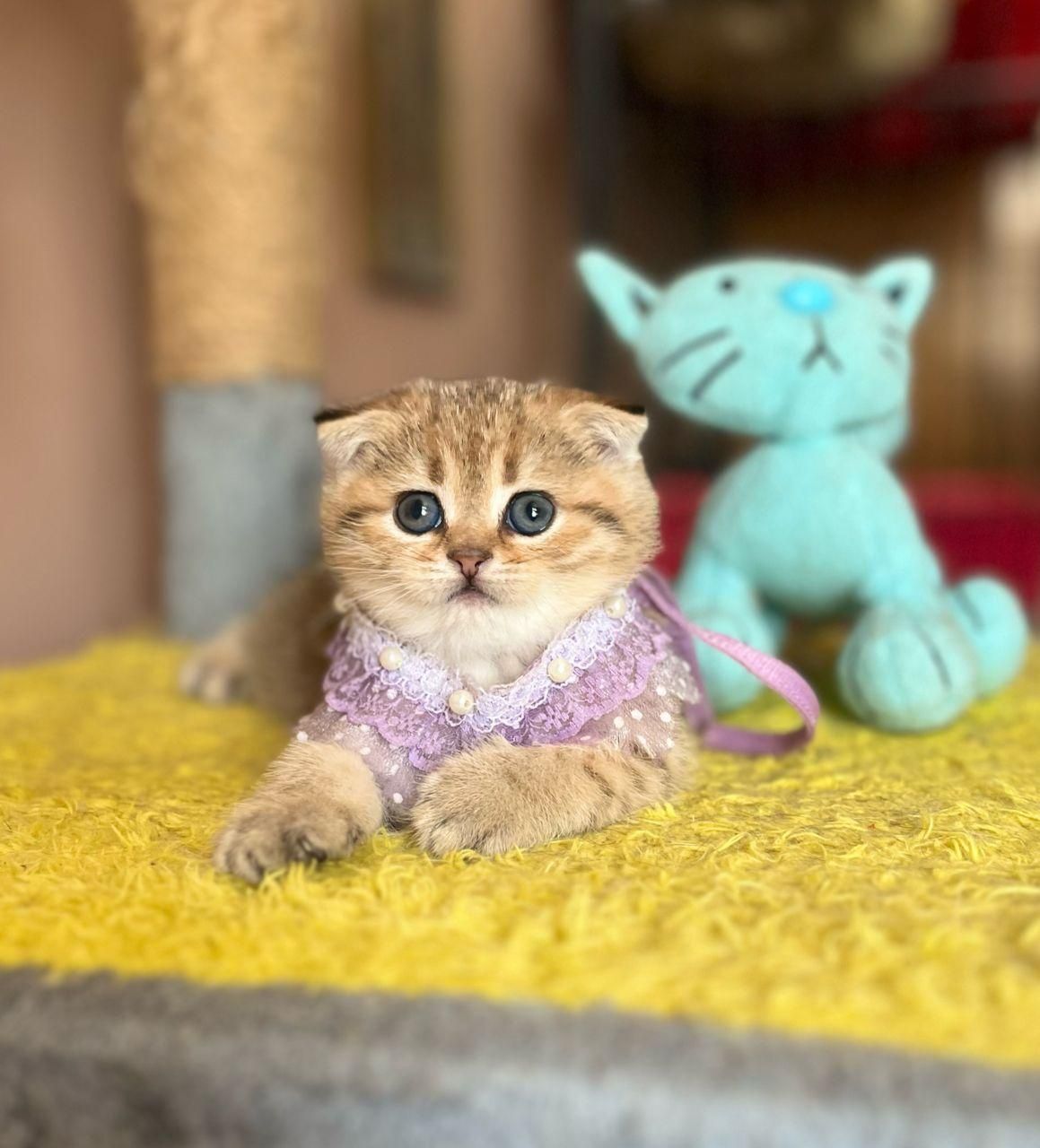 بچه گربه ی دلفریب و کیوت|گربه|ساری, |دیوار