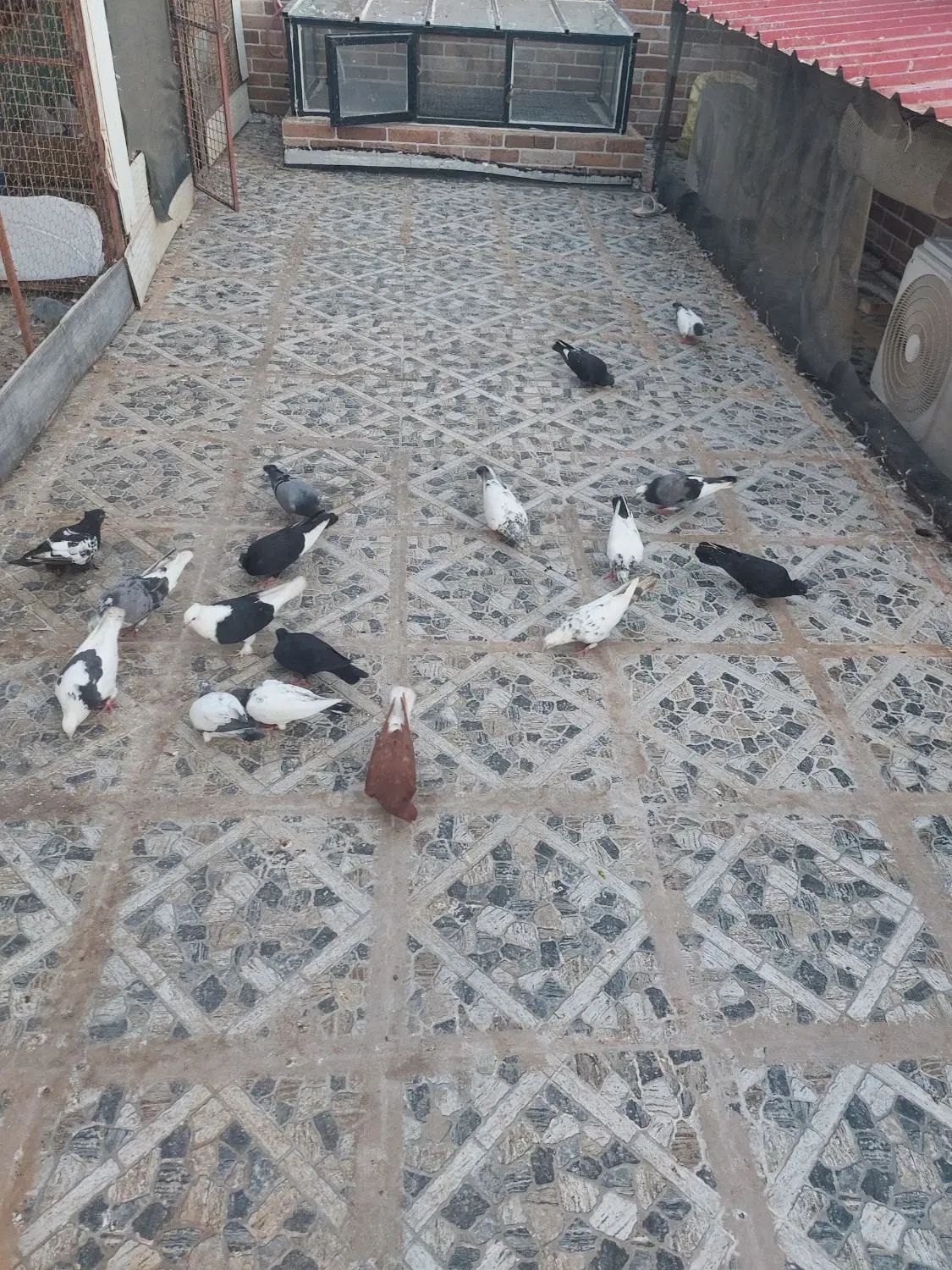 کبوتر طوقی ماده + فروش تعدادی کبوتر بصورت جمله ای|پرنده|بوشهر, |دیوار