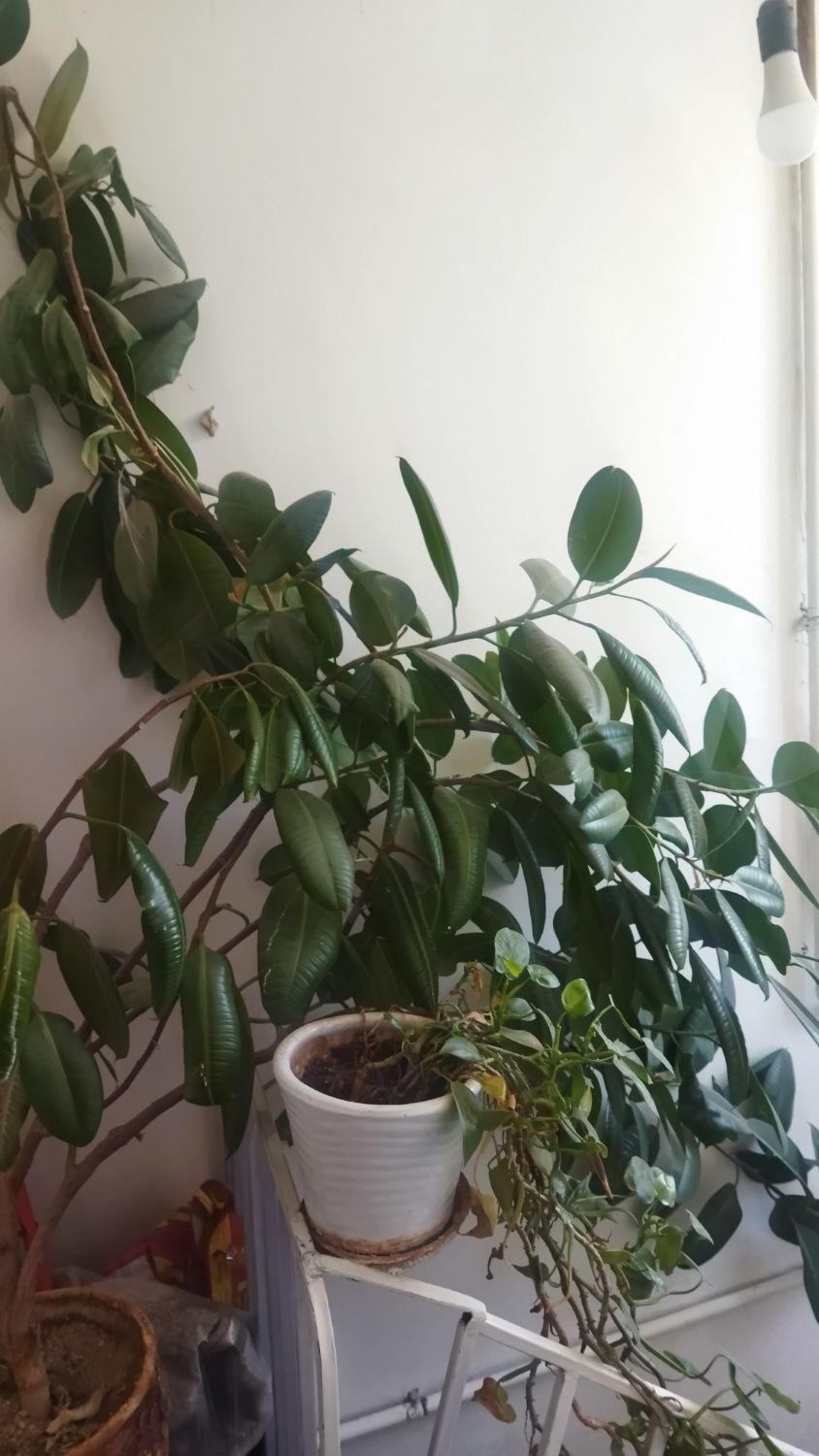 گل فیکوس|گل و گیاه طبیعی|خرمآباد, |دیوار