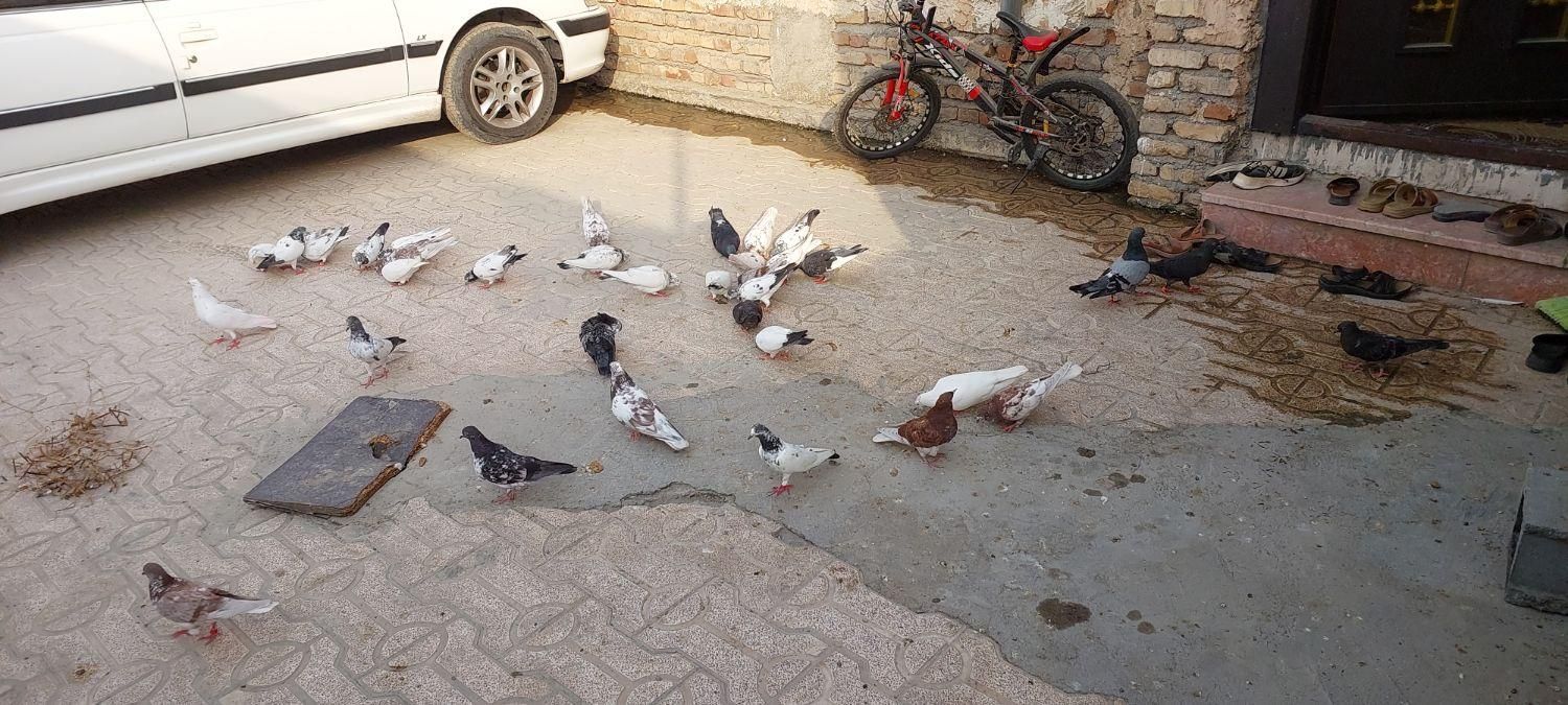 کبوتر بپر|پرنده|میناب, |دیوار