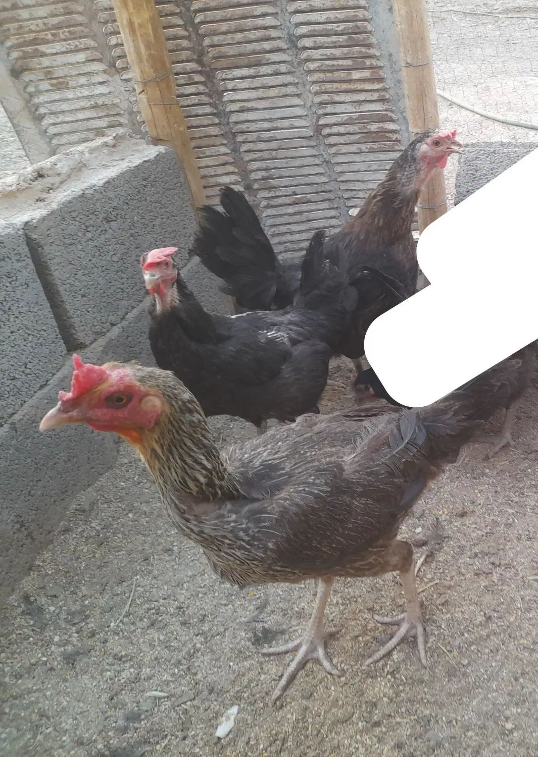 حراج فروش 3 تا مرغ تخمگذار جوان با 4 تا جوجه|حراج|رفسنجان, |دیوار