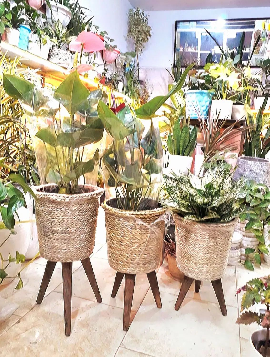 پایه گلدان حصیری لوکس مناسب دکور مدرن و سنتی|گل و گیاه طبیعی|همدان, |دیوار