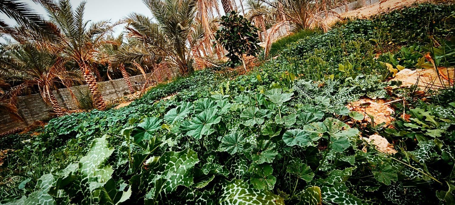 باغ ویلا استخر دار نی‌نیزک شاهزاده ابراهیم|فروش خانه و ویلا|برازجان, |دیوار