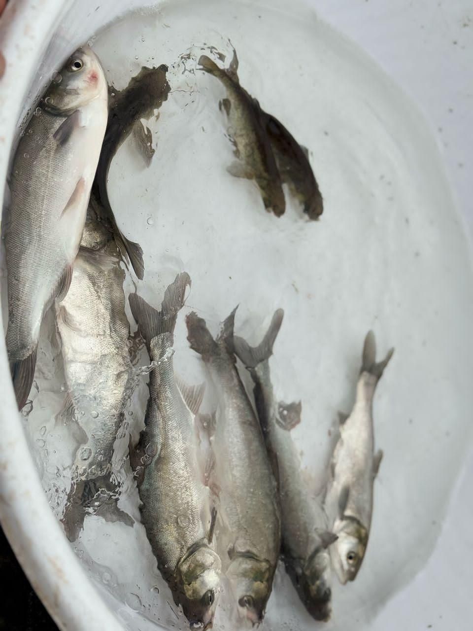 ..پرورش کشاورزی بچه ماهی.کپورر.آمور شمشیری|ماهی|مشهد, هفده شهریور|دیوار