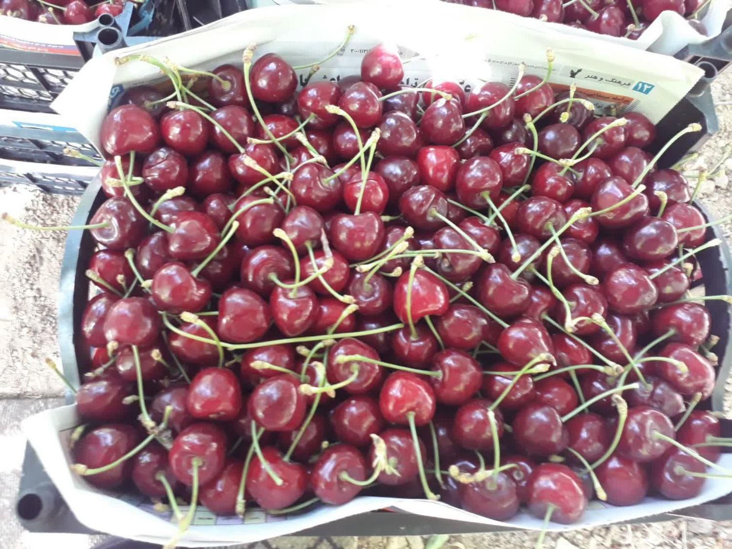 باغ میوه 500متری|فروش دفتر صنعتی، کشاورزی، تجاری|تیران, |دیوار