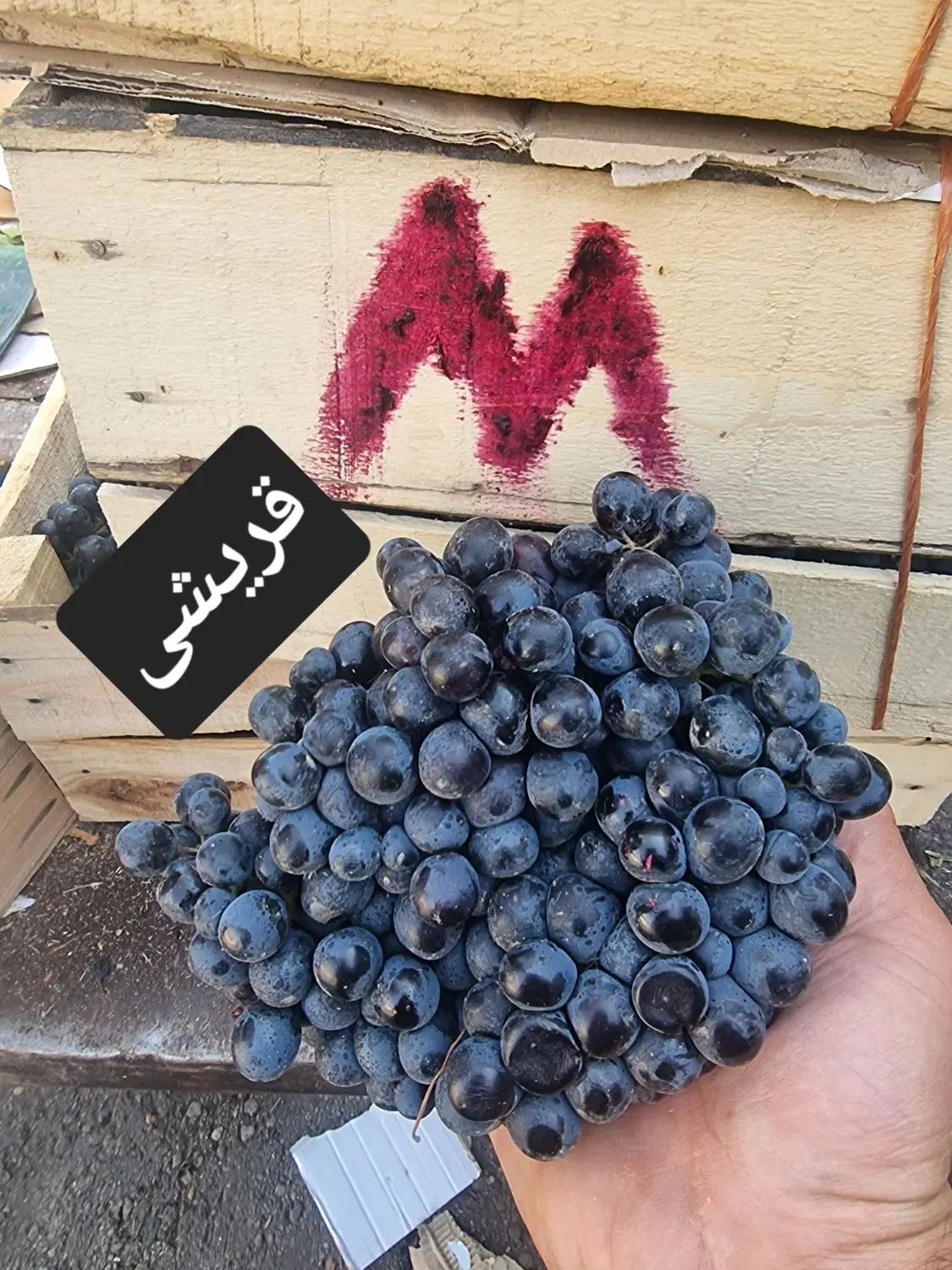 انگور سیاه دیم سردشت کردستان|خوردنی و آشامیدنی|مشهد, کوی دروی|دیوار