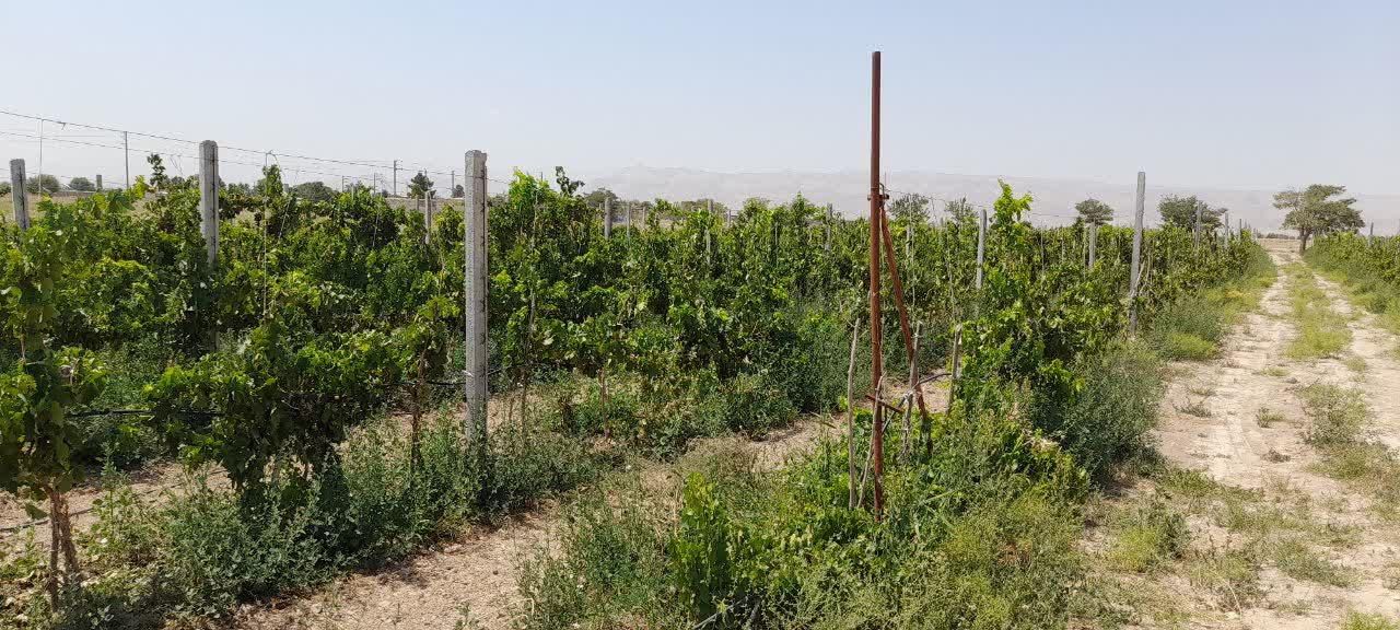 باغ ویلا پنجاه سه هزار متری دو هکتار زعفران|فروش خانه و ویلا|مشهد, هفده شهریور|دیوار