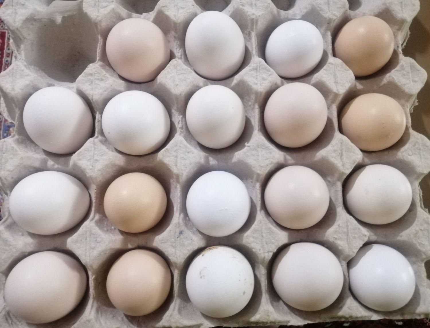 تخم مرغ نطفه دار گلین|حیوانات مزرعه|اصفهان, ملکشهر|دیوار