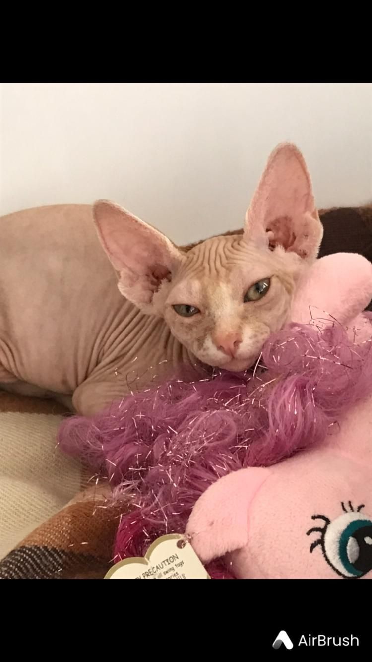 توله گربه اسفینکس (sphynx)|گربه|بابل, |دیوار