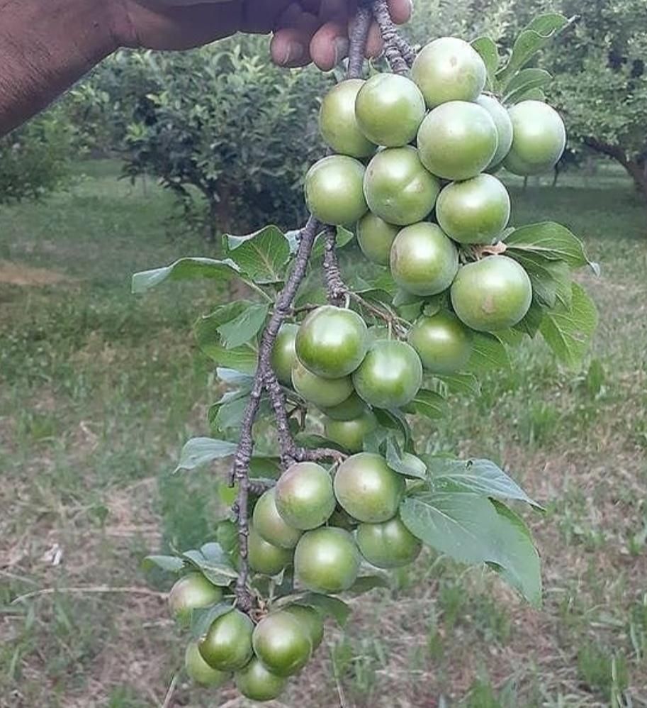 مرغوب ترین نهال های گلدانی میوه های سردسیری|خدمات باغبانی و درختکاری|قزوین, |دیوار