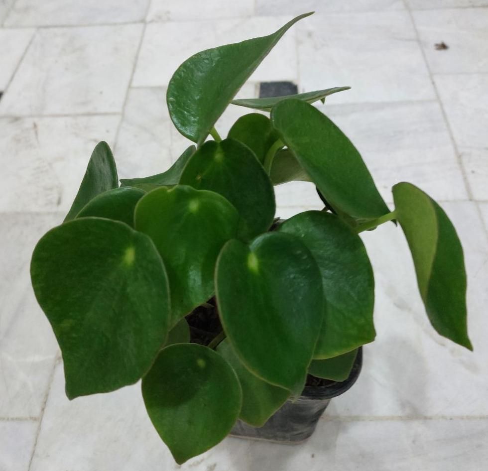 گل کالانکوئه.پپرومیا قطره باران. بلک گلد.درختچه|گل و گیاه طبیعی|قم, نیروگاه|دیوار