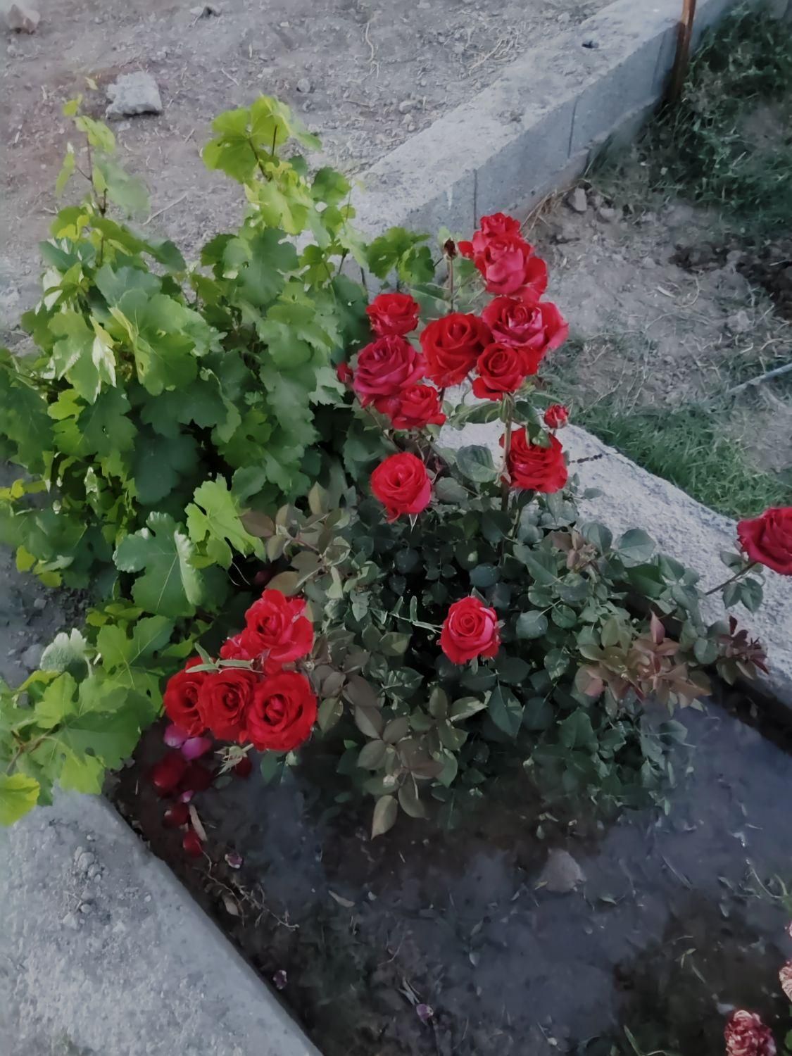 چهار دیواری ۸۰۰ متری روستای تمیارت|فروش دفتر صنعتی، کشاورزی، تجاری|اصفهان, براآن شمالی|دیوار