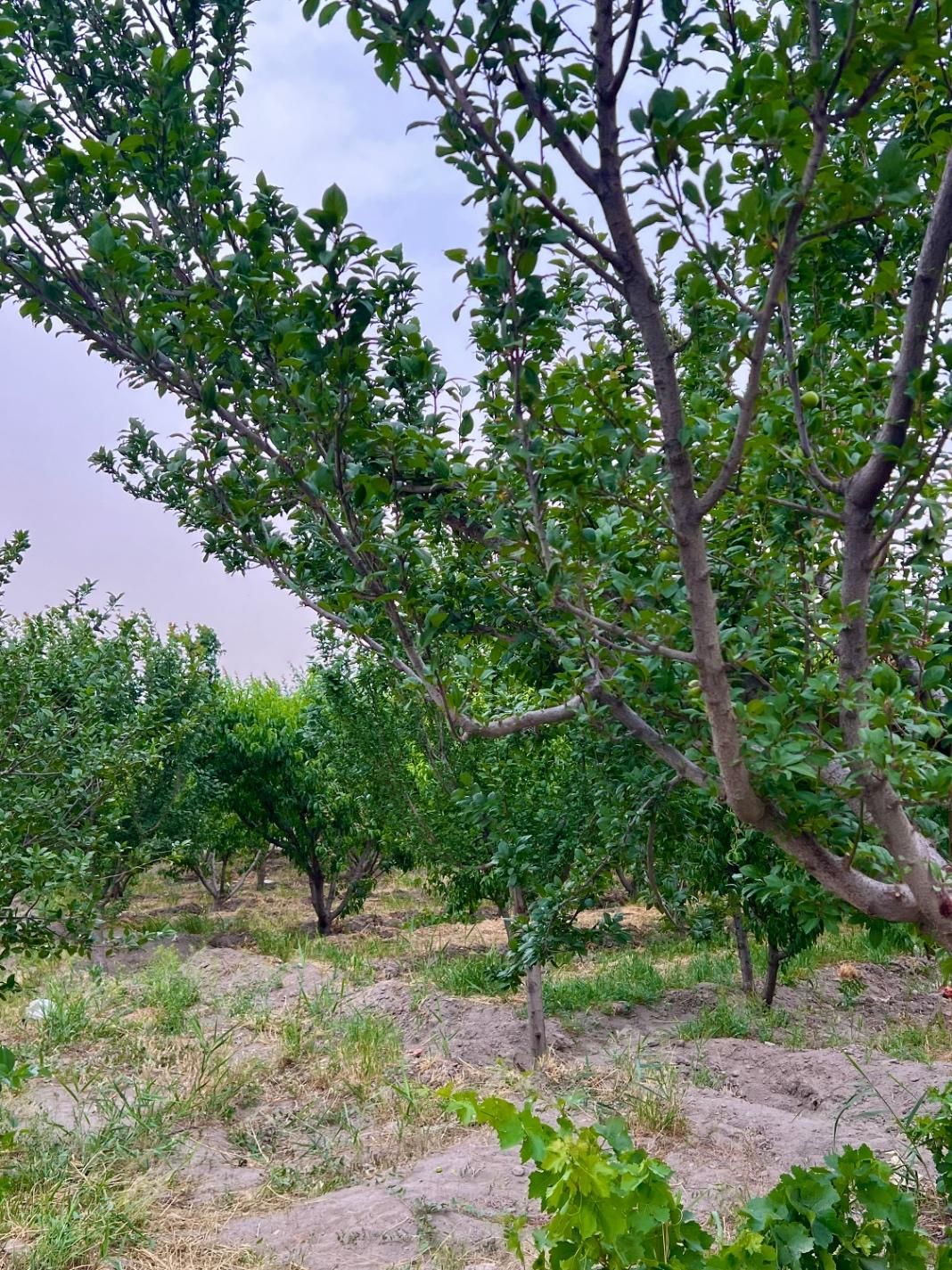باغ و باغچه. نگهبان و باغبان ،سند تک برگ|فروش زمین و ملک کلنگی|کرج, شهریار|دیوار