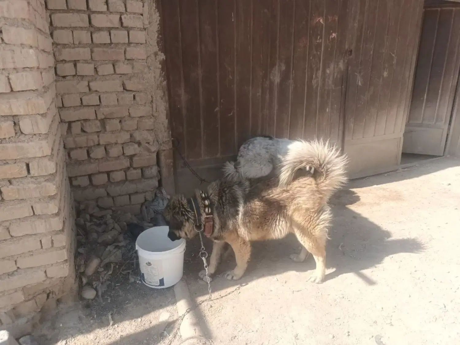 سگ  لاس|سگ|اصفهان, سرشبادران|دیوار