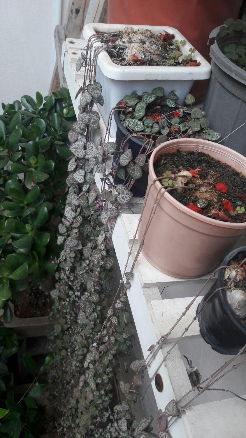 بونسای شفلرابنجامین بلک خرفه کاج نانا سروپژیا|گل و گیاه طبیعی|رشت, باهنر|دیوار