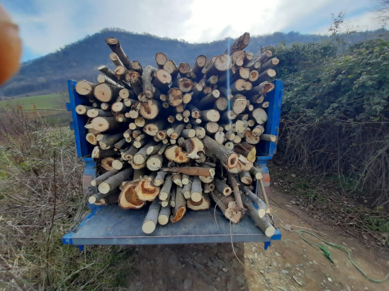 چوب|خدمات باغبانی و درختکاری|گرگان, |دیوار